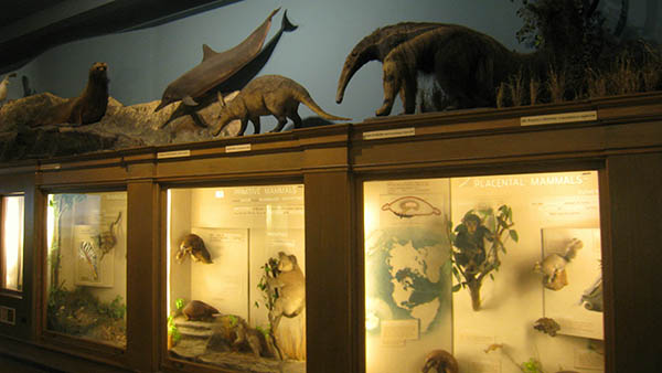 charter bus buffalo new york attractions buffalo museum of science