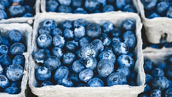 La paz bus tickets attractions tillmans blueberry farm